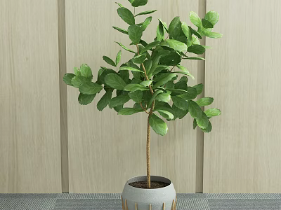Potted Bonsai Plant with Lush Green Leaves in White Striped Pot Against Light Wooden Wall 3d model