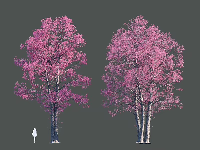 Garden Landscape With Pink Flowering Trees And White Trunks Featuring Human Silhouette 3d model