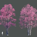 Garden Landscape With Pink Flowering Trees And White Trunks Featuring Human Silhouette