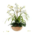 White Orchid Bonsai Potted Plant With Green Leaves And Yellow Buds In Brown Clay Pot