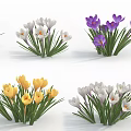 Colorful Crocus Flowers in Purple Yellow White with Green Leaves on White Background