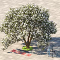 Lush Garden Arbor With White Flowers Thick Trunk And Green Grass