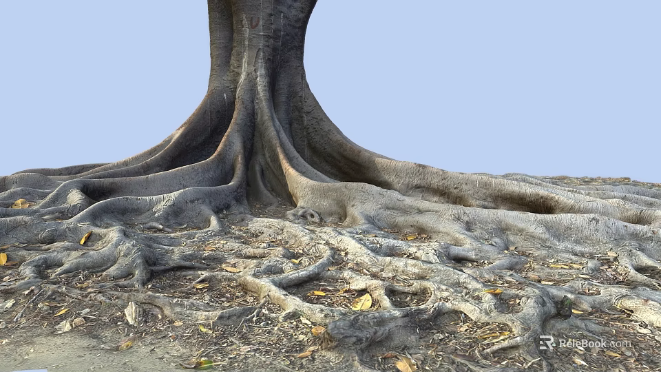Large Tree with Extensive Exposed Roots Spreading on Ground Covered by Fallen Leaves and Soil 3d model 