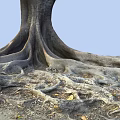 Large Tree with Extensive Exposed Roots Spreading on Ground Covered by Fallen Leaves and Soil