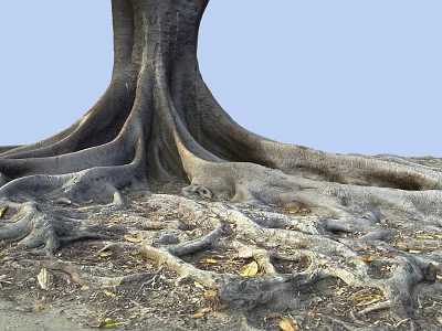 Large Tree with Extensive Exposed Roots Spreading on Ground Covered by Fallen Leaves and Soil 3d model