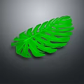 Vibrant Green Monstera Leaf Isolated On Dark Gray Background With Tropical Plant Characteristics