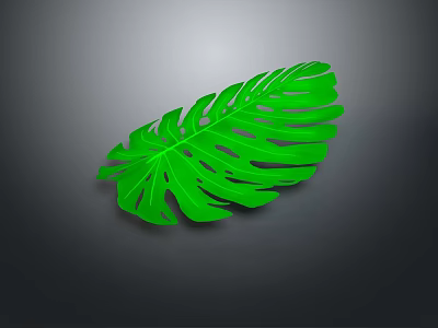 Vibrant Green Monstera Leaf Isolated On Dark Gray Background With Tropical Plant Characteristics 3d model