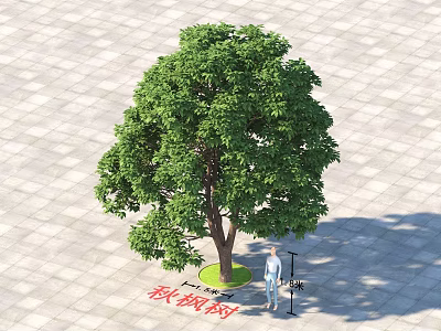 Qiufeng Tree Deciduous Arbor With Lush Foliage And Person On Paved Ground 3d model