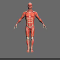 Human Muscular Organ System 3D Model Displaying Full Body Muscle Structure Red Muscles White Bones