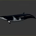Realistic Blue Whale With White Belly Swimming In Gray Background Scene