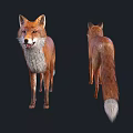 Detailed Realistic 3D Model of Two Red Foxes Standing on Black Background
