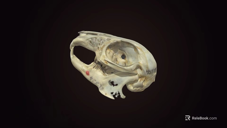 Detailed Animal Skull Anatomical Model With Visible Bone Structure On Dark Background 3d model 