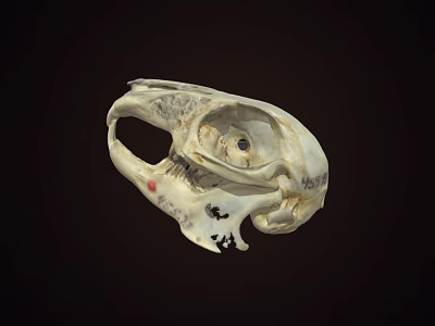 Detailed Animal Skull Anatomical Model With Visible Bone Structure On Dark Background 3d model