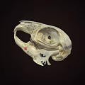 Detailed Animal Skull Anatomical Model With Visible Bone Structure On Dark Background