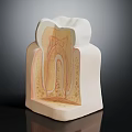 Tooth Anatomy Model Showing Internal Structure With Enamel Dentin And Pulp