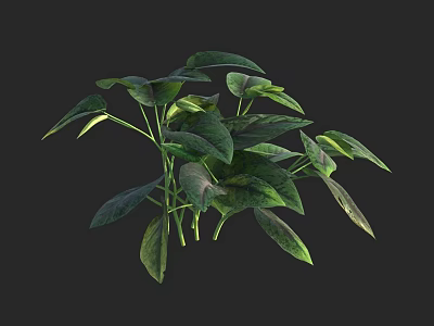 Lush Green Plant With Various Shaped Leaves On Black Background 3d model