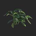 Lush Green Plant With Various Shaped Leaves On Black Background