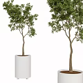 Two Bonsai Potted Plants With Green Leaves And Slender Trunks In White Planters