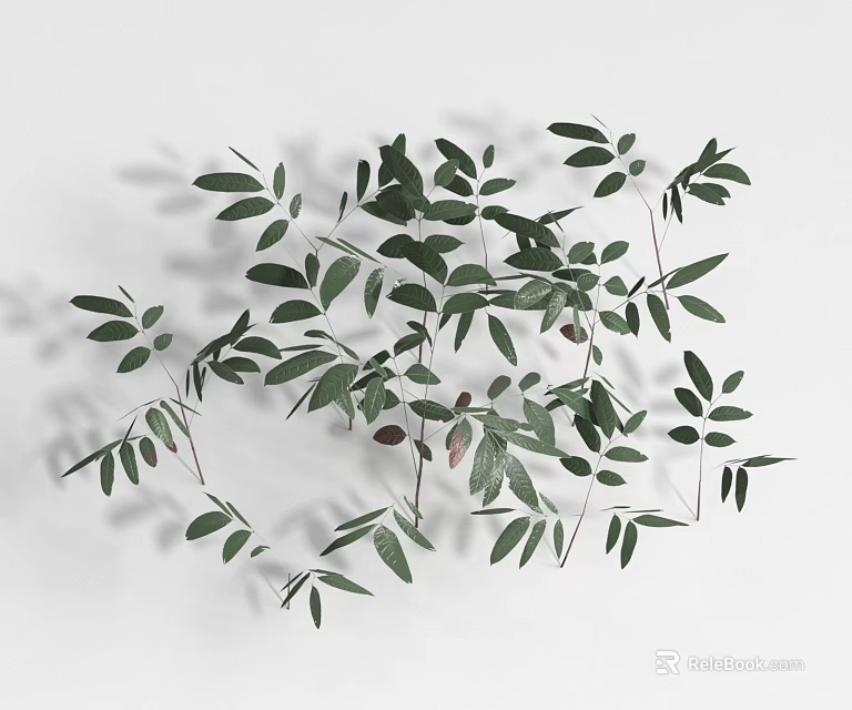 Shrub Branches With Green Leaves And Shadows On White Background 3d model