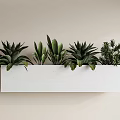 Lush Green Potted Plants with Varied Leafy Foliage in White Rectangular Wall Planter 3d model
