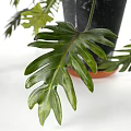 Decorative Bonsai Potted Plant With Feathery Green Leaves In Black Pot