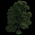 Lush Green Arbor With Dense Foliage And Sturdy Trunk In Natural Landscape