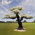 Tall Tree with White Blossoms Spreading Branches Dark Trunk in Green Grassland Under Blue Sky