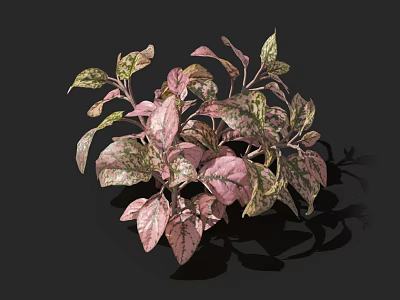 Beautiful Flowers in Vase with Pink and Green Spotted Leaves on Black Background 3d model
