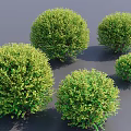 Multiple Round Green Bushes With Lush Leafy Foliage And Vibrant Natural Look