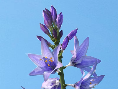 Purple Garden Flowers with Delicate Petals Yellow Stamens Green Stem Against Clear Blue Sky 3d model