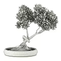 Beautiful Bonsai Plant with Twisted Trunk Lush Green Leaves and Pebbles in Black Pot