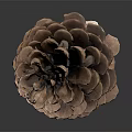 Natural Pine Cone Close Up Shot With Detailed Brown Textured Scales