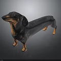 Black and Brown Dachshund Standing on Black Background With Realistic Rendering