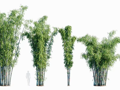 Lush Green Bamboo Plants With Long Leaves And Sturdy Stems In Outdoor Garden 3d model