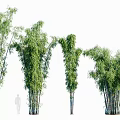 Lush Green Bamboo Plants With Long Leaves And Sturdy Stems In Outdoor Garden