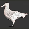 Copper Duck Sculpture Standing on Black Surface with Reflection and Dark Background