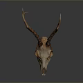 Detailed Deer Skull With Natural Brown Antlers Isolated On Dark Background