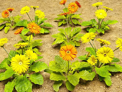 Yellow And Orange Gerbera Flowers With Green Leaves Growing In Garden Soil 3d model
