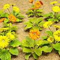 Yellow And Orange Gerbera Flowers With Green Leaves Growing In Garden Soil
