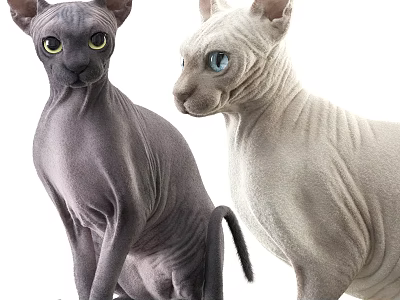 Two Hairless Sphynx Cats Gray And White With Yellow And Blue Eyes Sitting Together 3d model