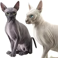 Two Hairless Sphynx Cats Gray And White With Yellow And Blue Eyes Sitting Together