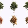 Pickland pecan tree 3d model