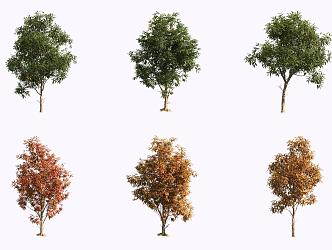 Pickland pecan tree 3d model