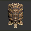 Brown Orange Patterned Tortoise with Scaly Legs on Dark Reflective Background