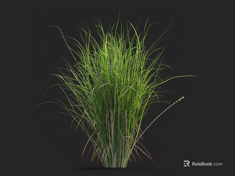 Lush Green Herbaceous Grass With Slender Elongated Leaves And Vibrant Lush Foliage 3d model 