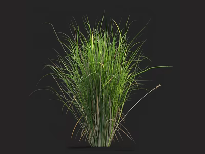 Lush Green Herbaceous Grass With Slender Elongated Leaves And Vibrant Lush Foliage 3d model