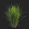 Lush Green Herbaceous Grass With Slender Elongated Leaves And Vibrant Lush Foliage