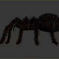 Black Hairy Spider With Long Legs And Detailed Furry Body On Dark Background