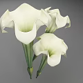 Stunning White Calla Lilies With Three Blooms And Green Stems 3d model