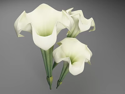Stunning White Calla Lilies With Three Blooms And Green Stems 3d model